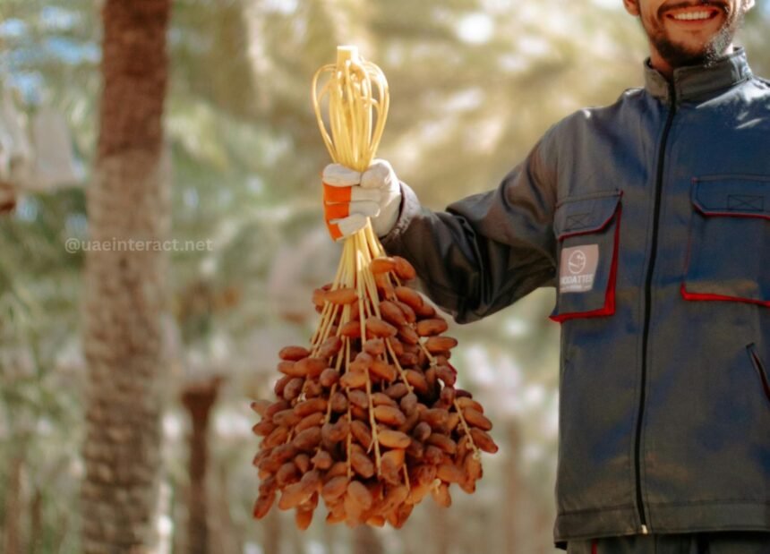 UAE Date Farmer Hopes to Be ‘Master of His Field’ as Harvest Season Begins