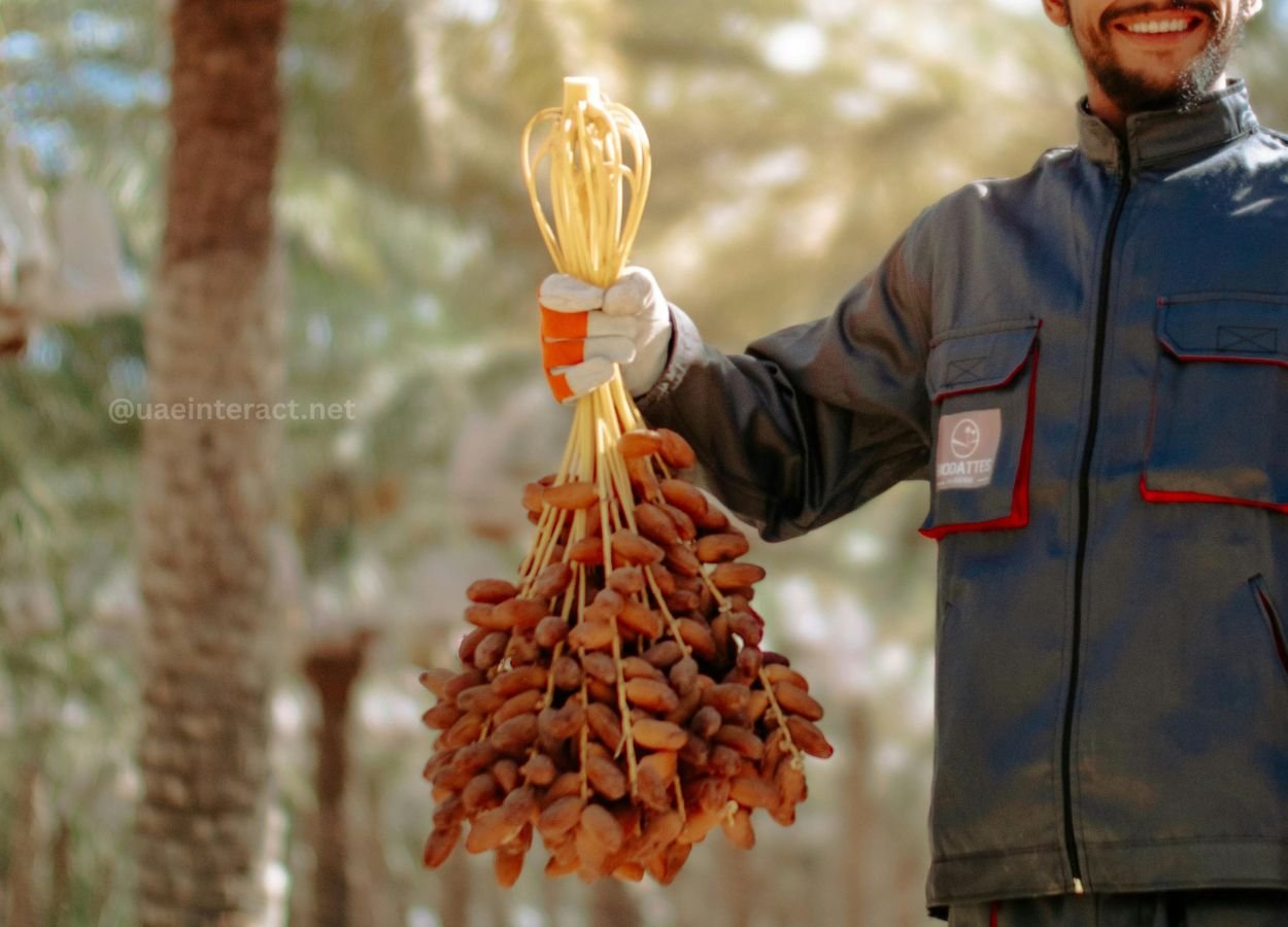 UAE Date Farmer Hopes to Be ‘Master of His Field’ as Harvest Season Begins