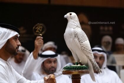 High-Stakes Bidding Drives Falcon Enthusiasts to Spend Thousands at Abu Dhabi Auctions