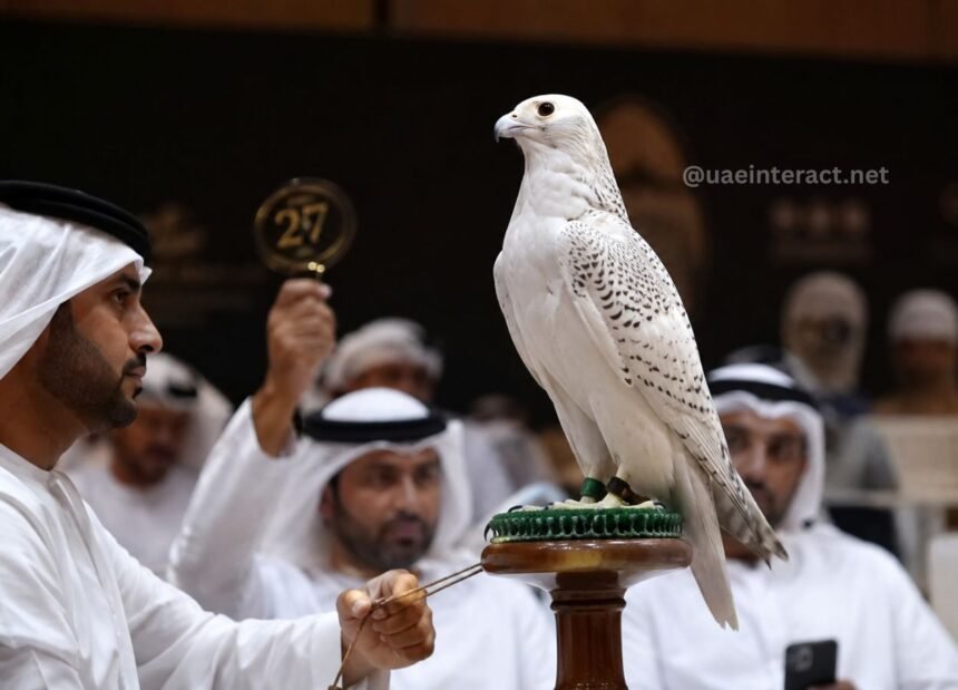 High-Stakes Bidding Drives Falcon Enthusiasts to Spend Thousands at Abu Dhabi Auctions